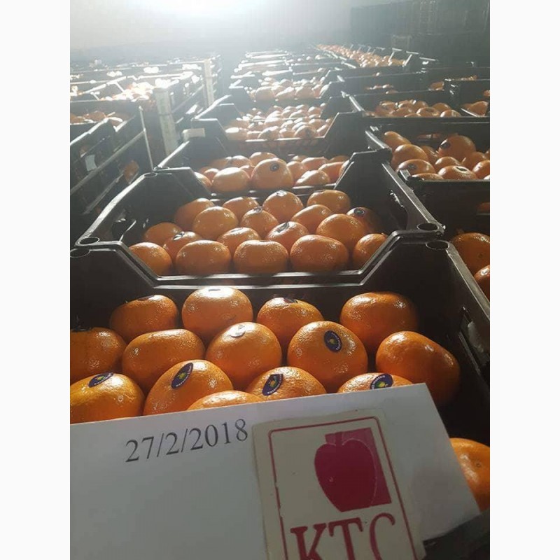 Фото 8. Продам апельсины из Египта