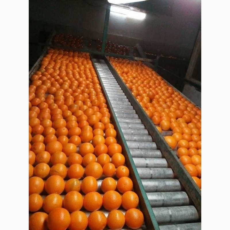 Фото 9. Продам апельсины из Египта