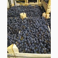Виноград чёрный оптом из Молдавии напрямую от производителя