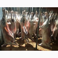 ОООСантарин, реализует мясо баранины