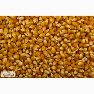 Семена гибридов кукурузы П7709, П8400, ПР37Н01, ПР39Д81, ПР39Ф58