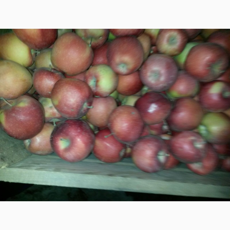 Фото 4. Продаются яблоки