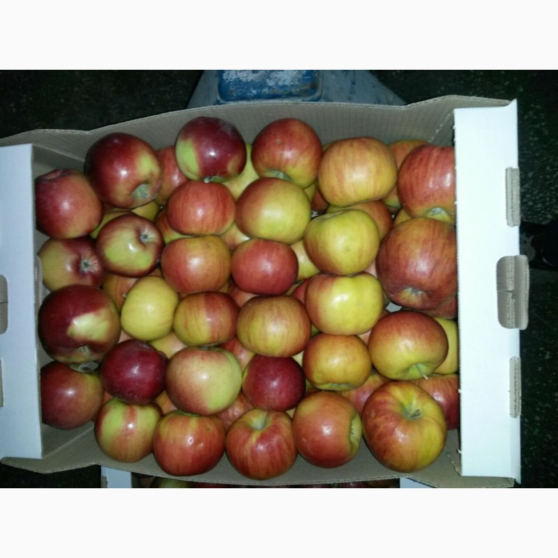 Фото 5. Продаются яблоки