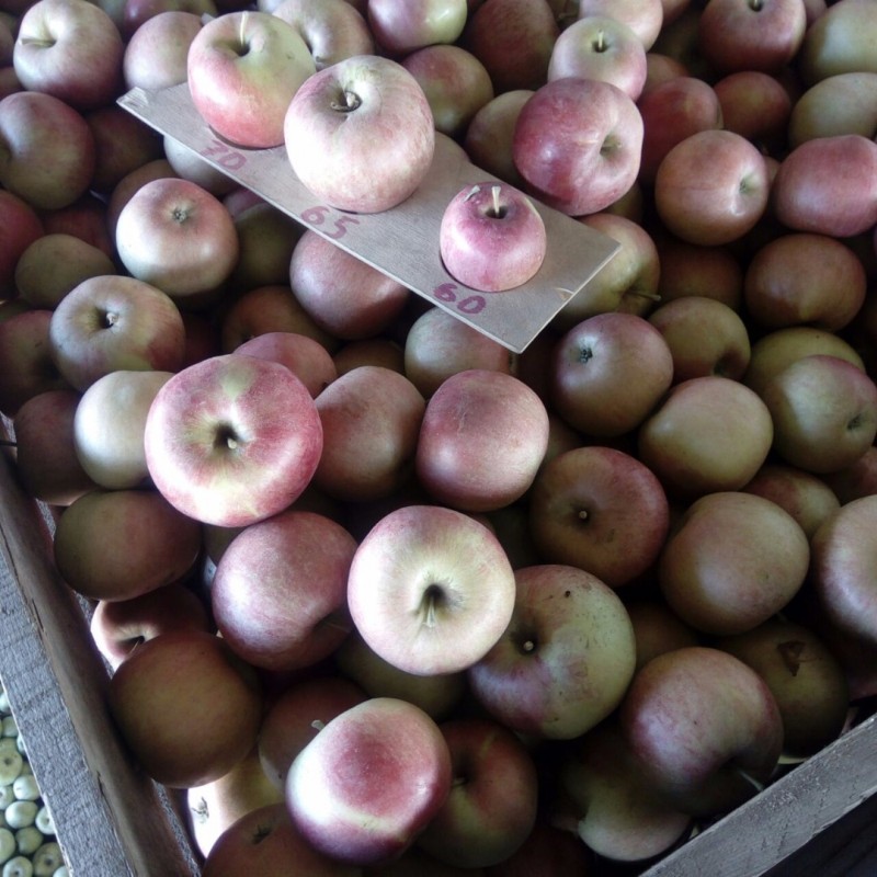 Фото 7. Продаются яблоки