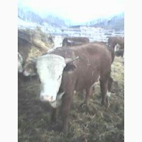 Продам взрослых бычков породы Лимузин и Герефорд
