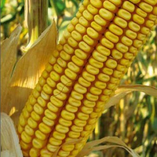 Семена гибридной кукурузы Краснодарский 291АМВ
