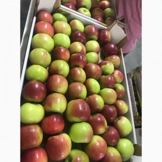Купить яблоко оптом Краснодарский край