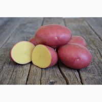 Картофель оптом от производителя, калибр 5+ и 4+, сорта Гала, Сильвана, Эволюшн