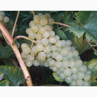 Виноград цитрон цюрупинский белый