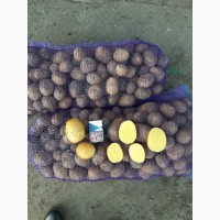 Картофель Гала, продовольственный и семенной