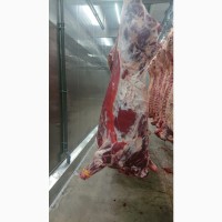 ОООСантарин, реализует мясо говядины, опт