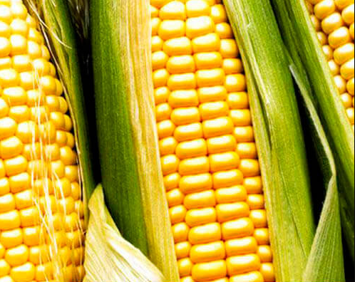 Cемена гибридов кукурузы Лимагрен