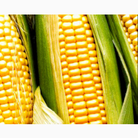 Cемена гибридов кукурузы Лимагрен