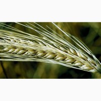 Семена озимой пшеницы и тритикале ЭС