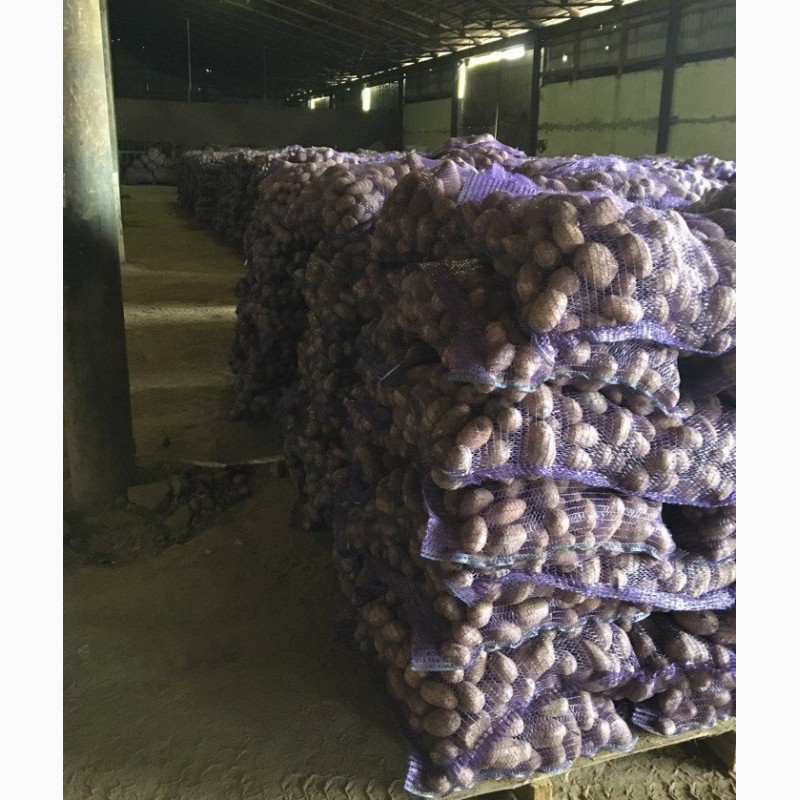 Фото 2. Продажа картофеля оптом 5+ со склада производителя