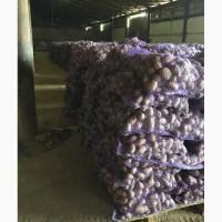 Продажа картофеля оптом 5+ со склада производителя