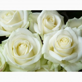 Саженцы белой розы, сорт Аваланж