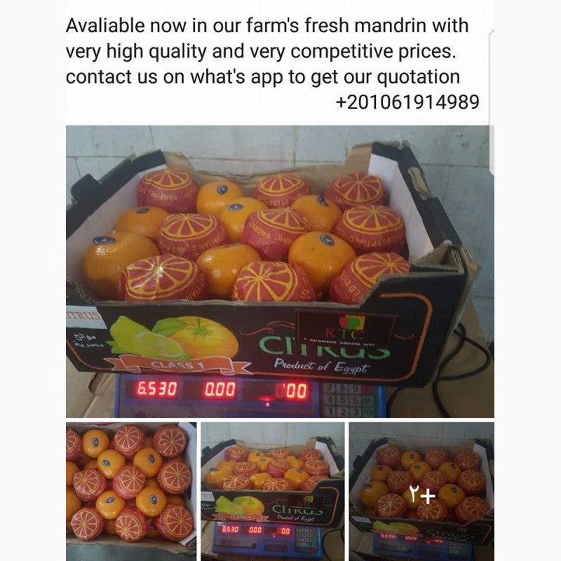 Фото 2. Продам мандарины из Египта