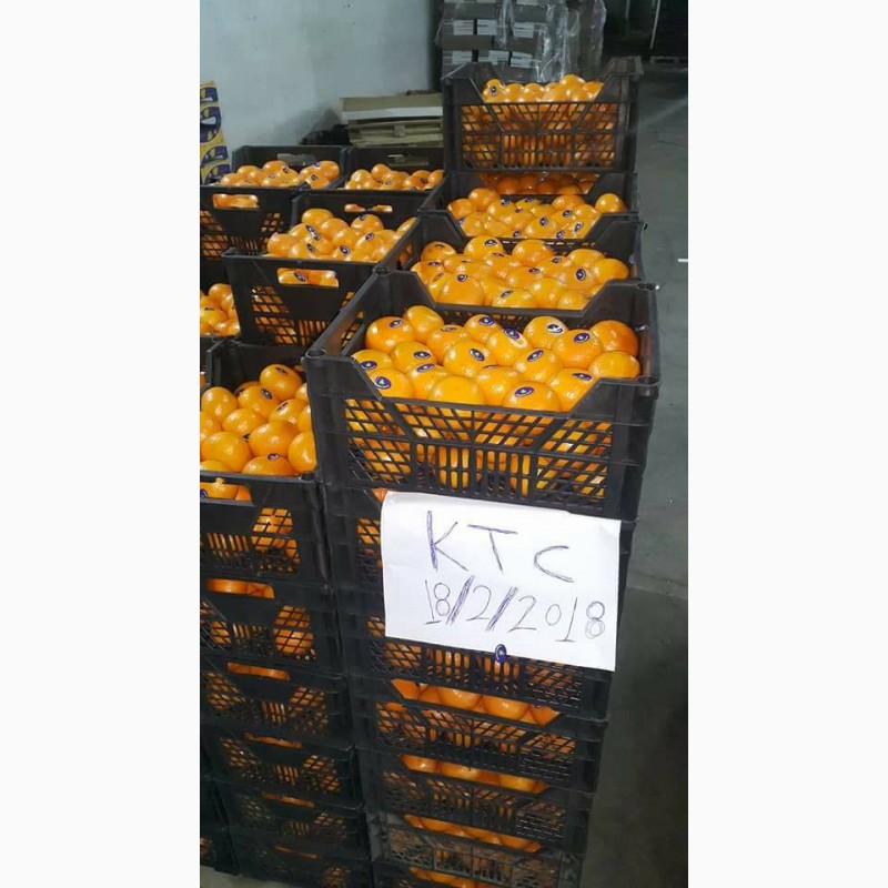 Фото 3. Продам мандарины из Египта