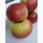 Яблоки оптом с сада