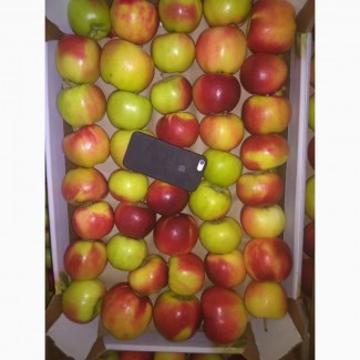 Яблоки сорт Прима от производителя