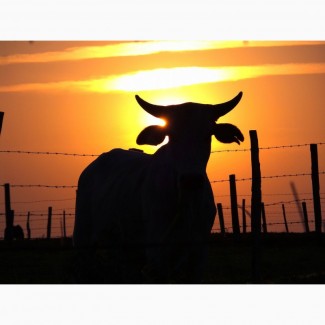 Продаю коров Калмыцкой породы живым весом на убой