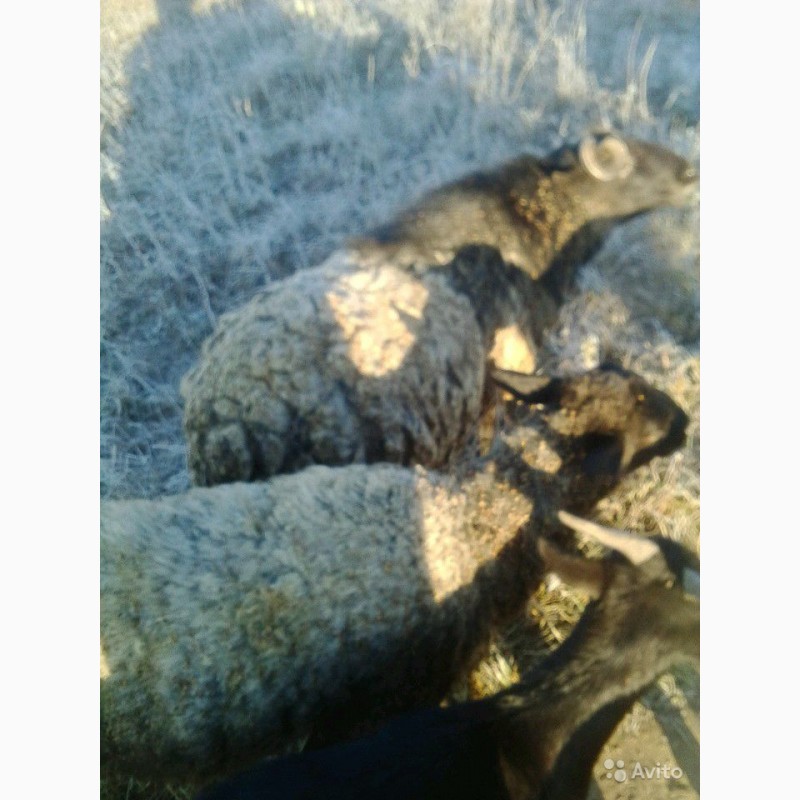 Фото 3. Овцы, ягнята романовской породы