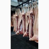 ОООСантарин, реализует мясо свинины в полут ашах 1-2 категории