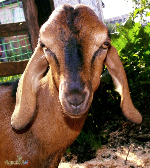 Фото 3. Продаю нубийского козла