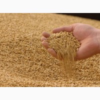 Продажа нута и пшеницы