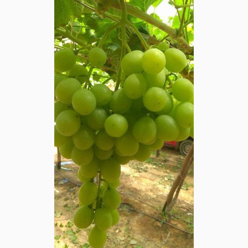 Фото 2. Продам виноград из Египта