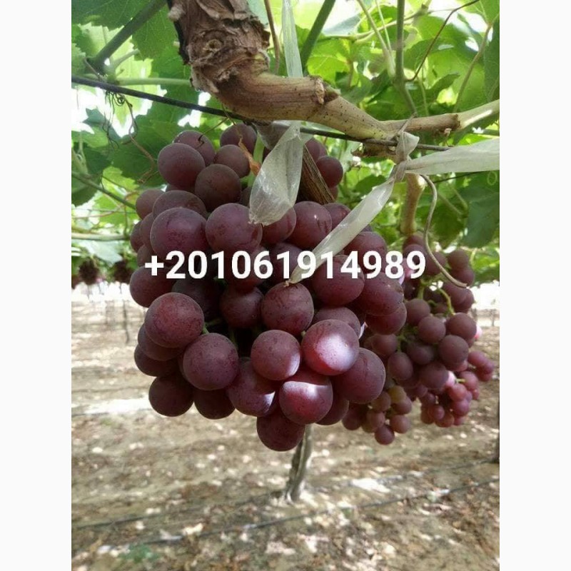 Фото 3. Продам виноград из Египта