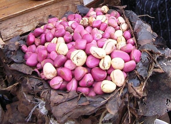 Фото 3. Орех Колы свежий. Продукция из Западной Африки