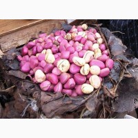 Орех Колы свежий. Продукция из Западной Африки