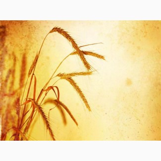 Пшеница озимая семена