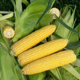 Семена кукурузы Трофи