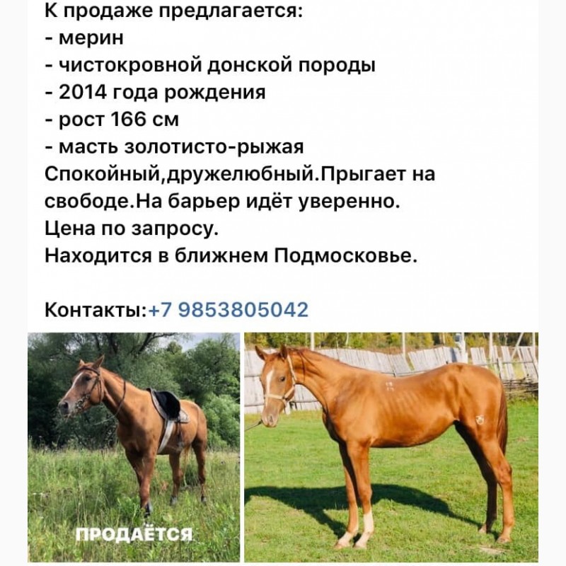 Фото 2. Продажа лошадей