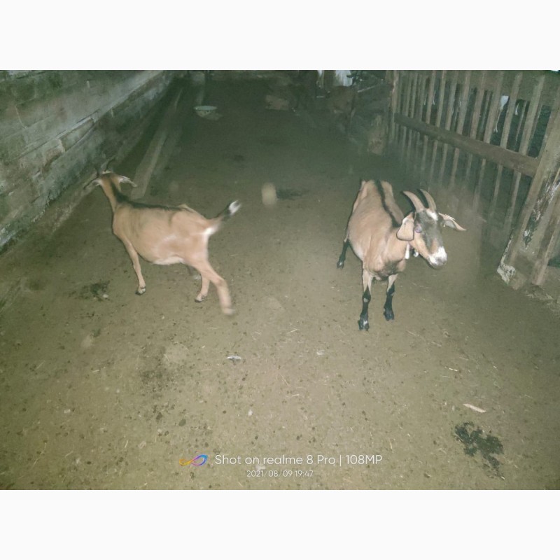 Фото 2. Продам стадо коз дойные 100 литров в день
