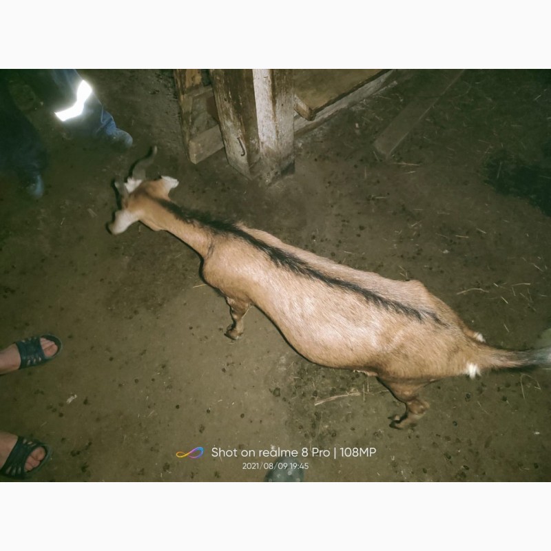 Фото 3. Продам стадо коз дойные 100 литров в день