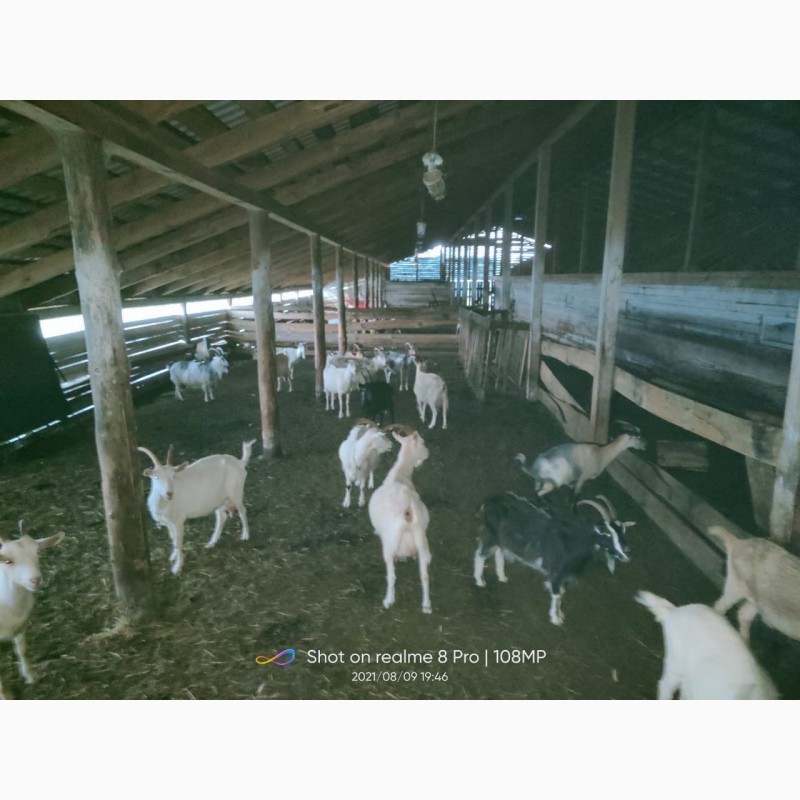 Фото 4. Продам стадо коз дойные 100 литров в день
