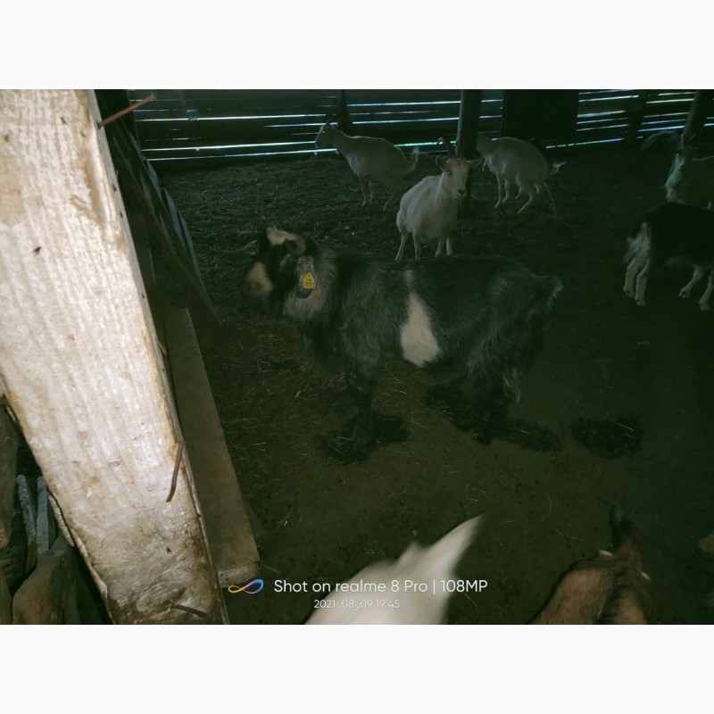 Фото 5. Продам стадо коз дойные 100 литров в день