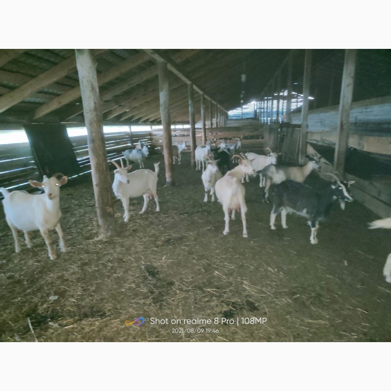 Фото 6. Продам стадо коз дойные 100 литров в день