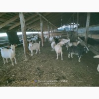 Продам стадо коз дойные 100 литров в день