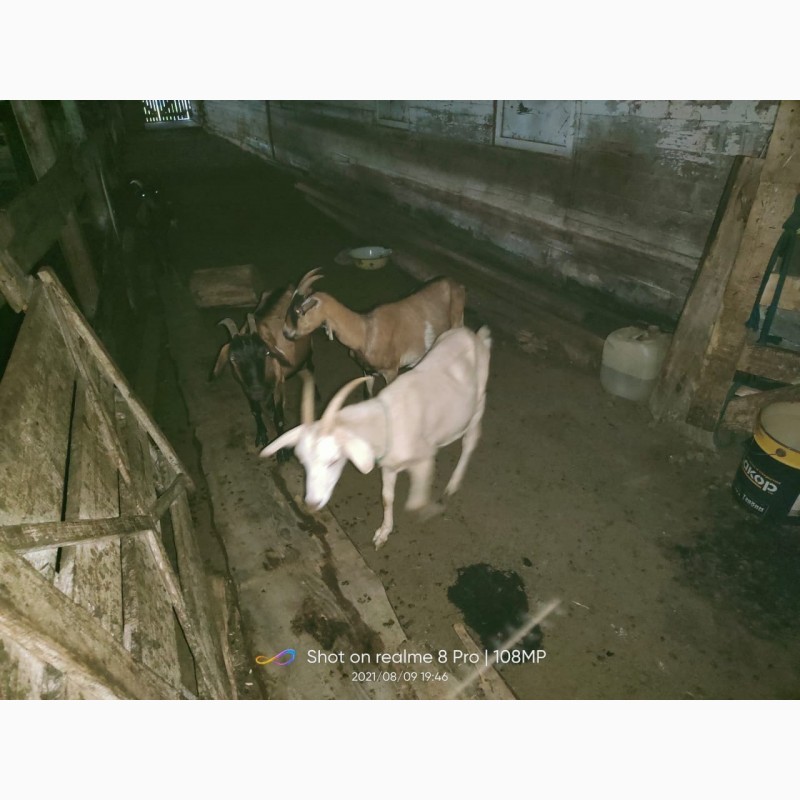 Фото 7. Продам стадо коз дойные 100 литров в день