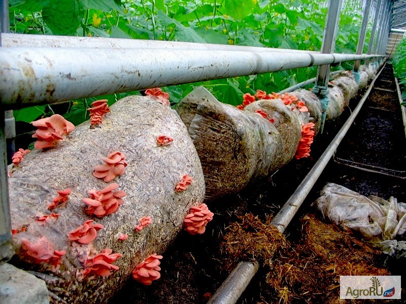 Фото 2. Успейте вырастить грибы к Новому году
