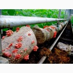 Успейте вырастить грибы к Новому году