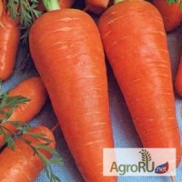 Курода Шантанэ, семена моркови, 1 кг (Sakata)