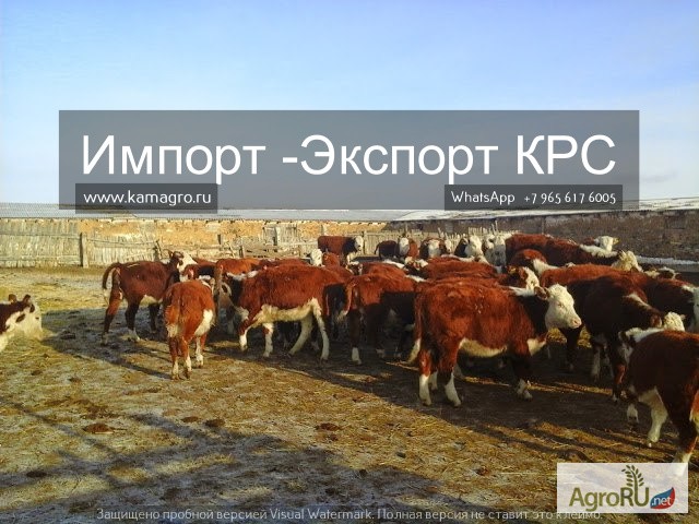 Фото 2. Продажа коров, Бычков, Телят, нетелей и телок породы герефод