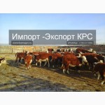 Продажа коров, Бычков, Телят, нетелей и телок породы герефод