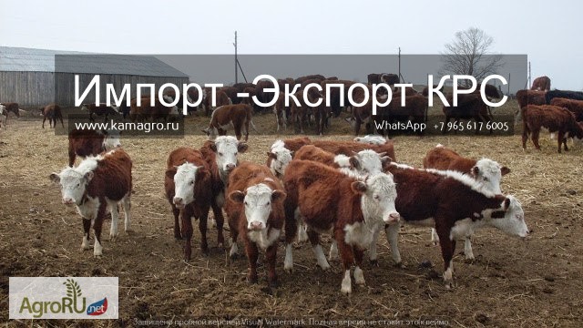 Фото 5. Продажа коров, Бычков, Телят, нетелей и телок породы герефод